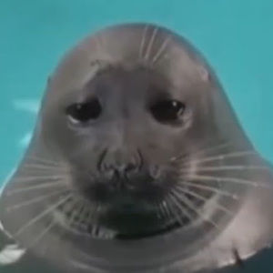 Meet your Posher, Bella